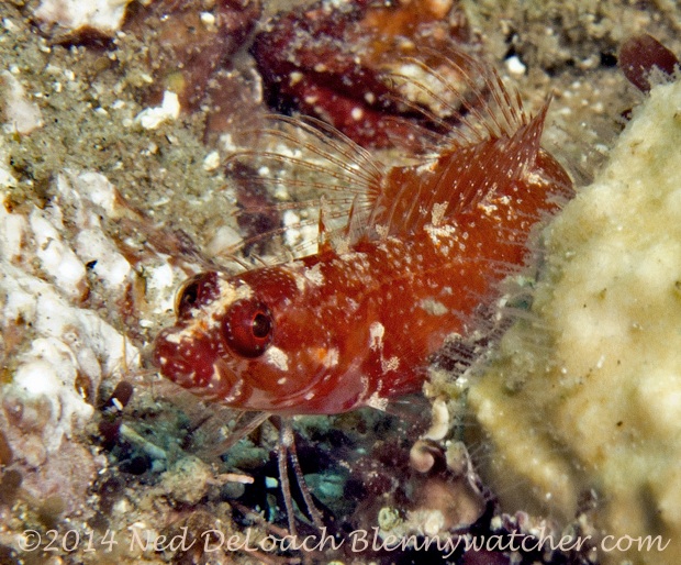 Pretty Blackcheek blenny