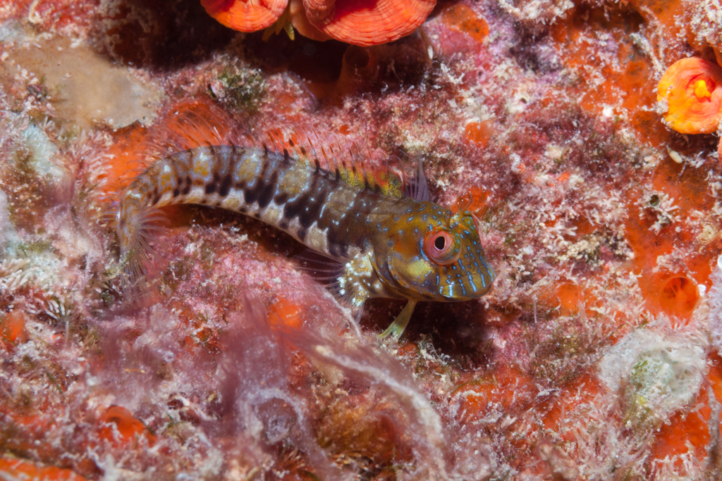 Pretty Blackcheek blenny