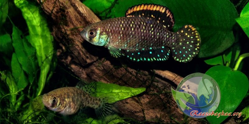 Blackfin pearl killifish