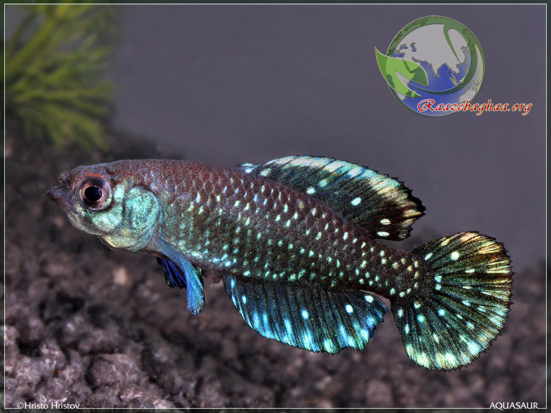 Pretty Blackfin pearl killifish