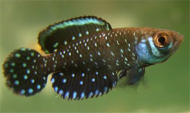 Pretty Blackfin pearl killifish