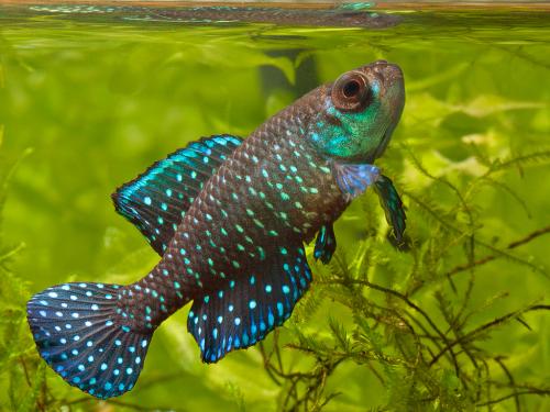 Pretty Blackfin pearl killifish