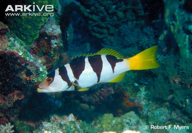 Pretty Blacksaddled coral grouper