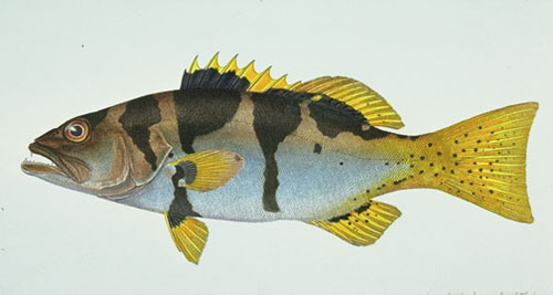 Pretty Blacksaddled coral grouper