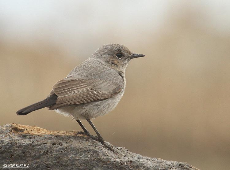 Pretty Blackstart