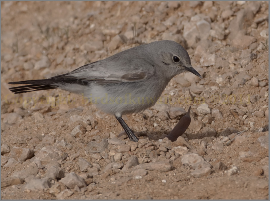 Pretty Blackstart