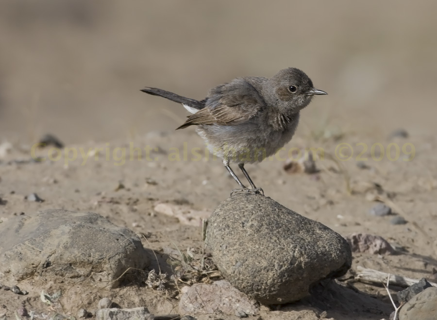 Pretty Blackstart