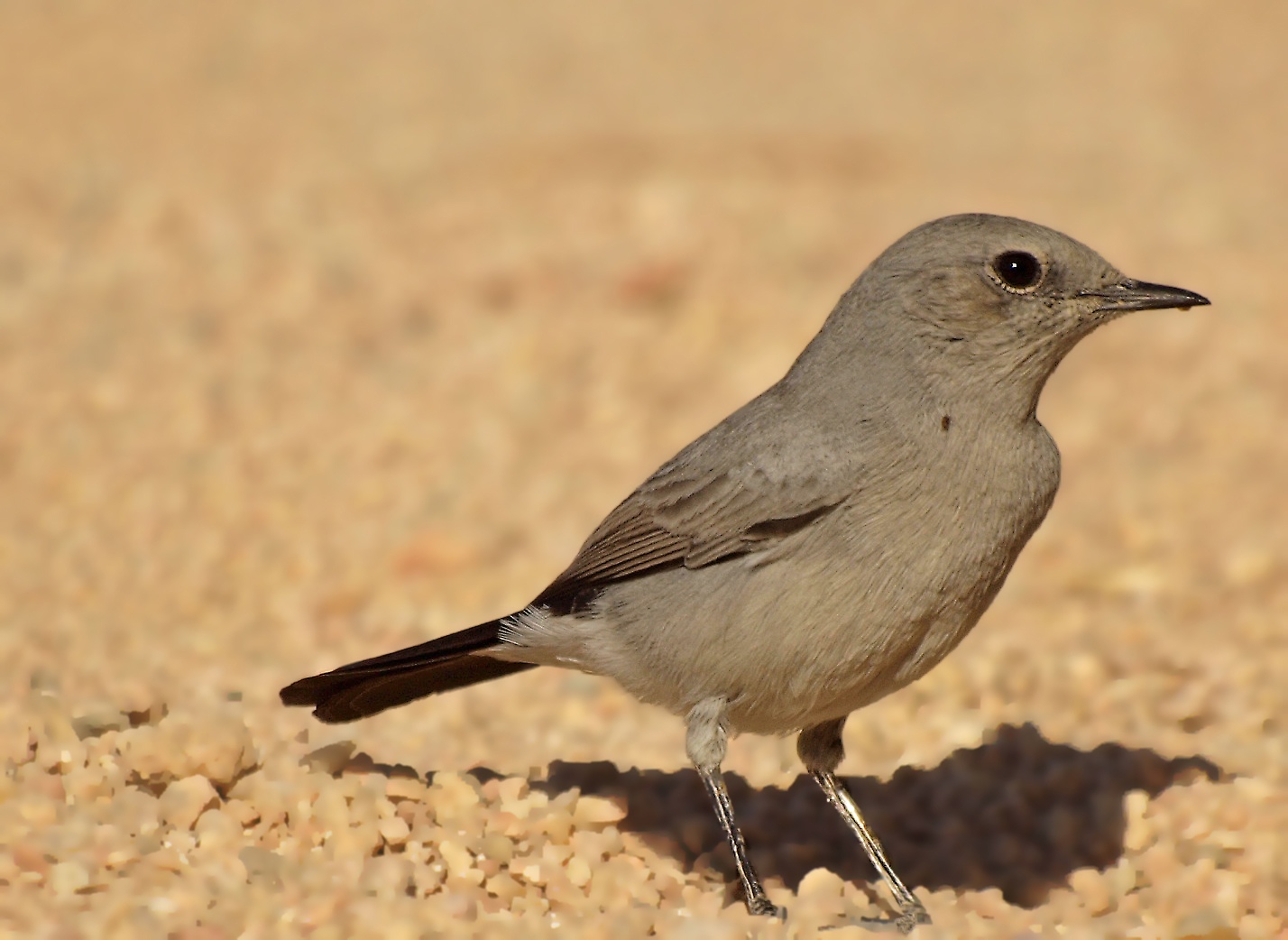 Pretty Blackstart