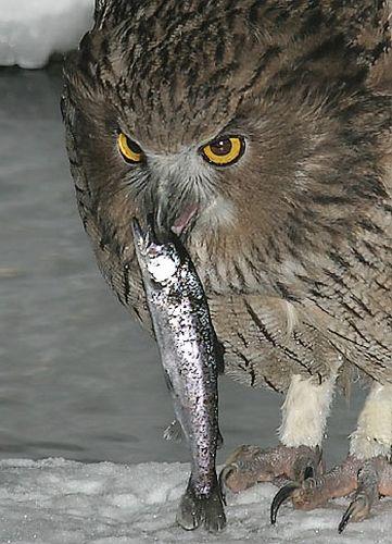 Pretty Blakiston’s eagle-owl
