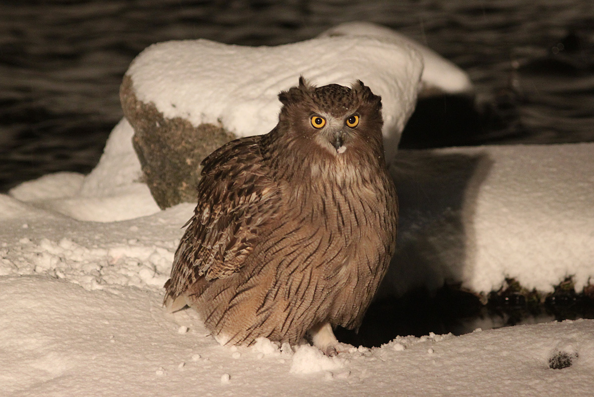 Pretty Blakiston’s eagle-owl