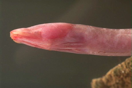 Blind cave eel