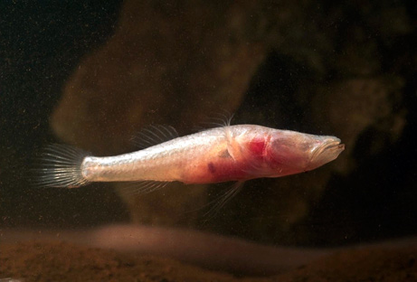 Pretty Blind cave eel