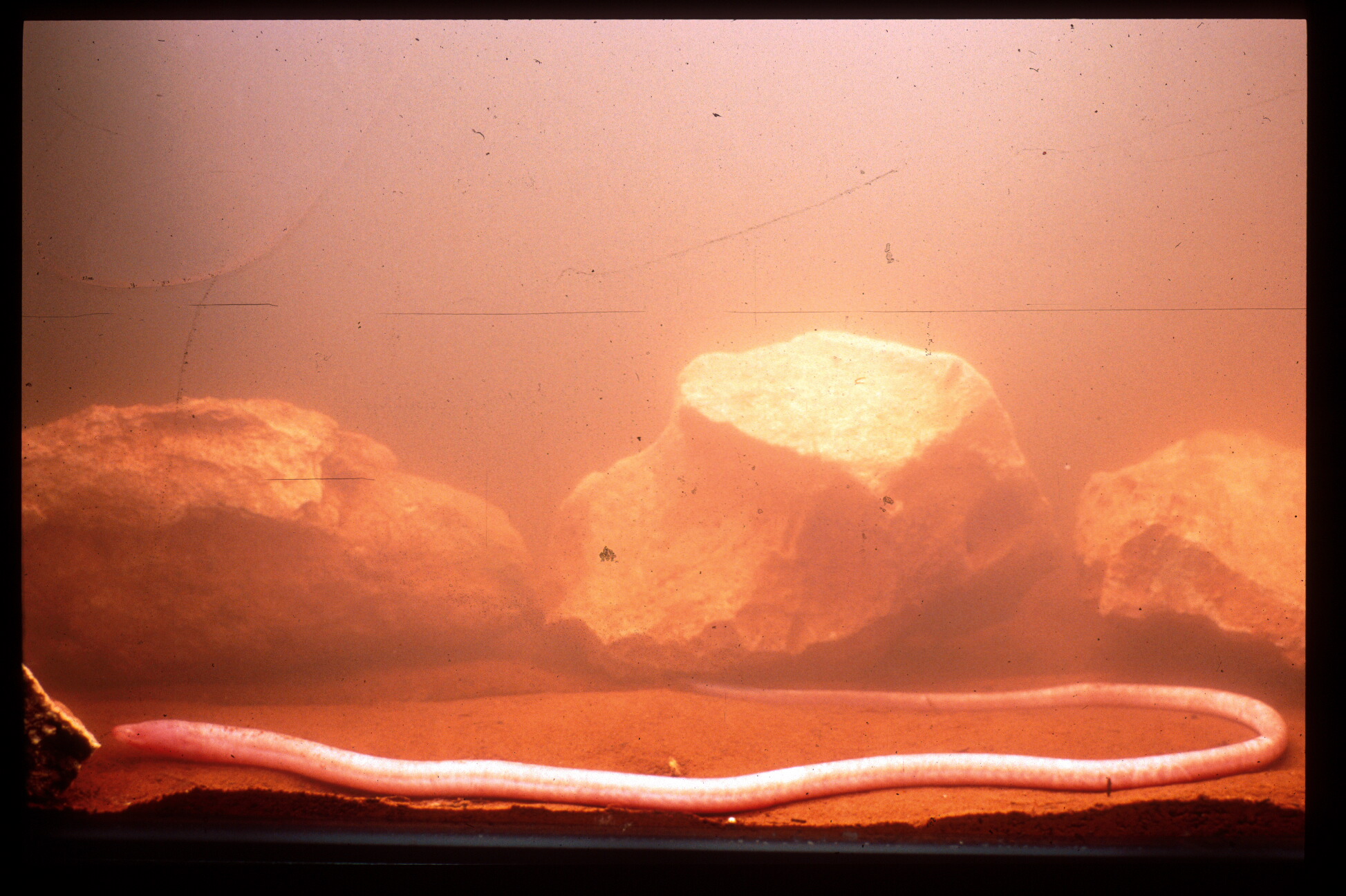 Pretty Blind cave eel