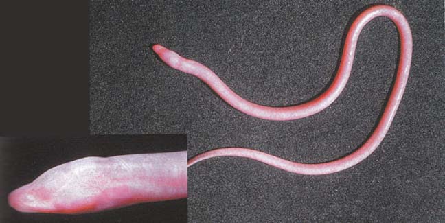 Pretty Blind cave eel