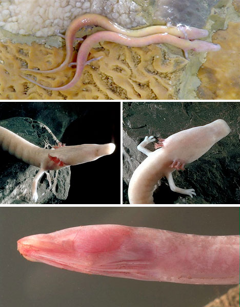 Pretty Blind cave eel