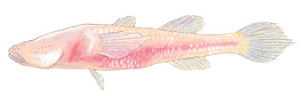 Pretty Blind cave gudgeon