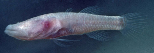 Pretty Blind cave gudgeon