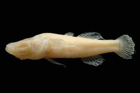 Pretty Blind cave gudgeon