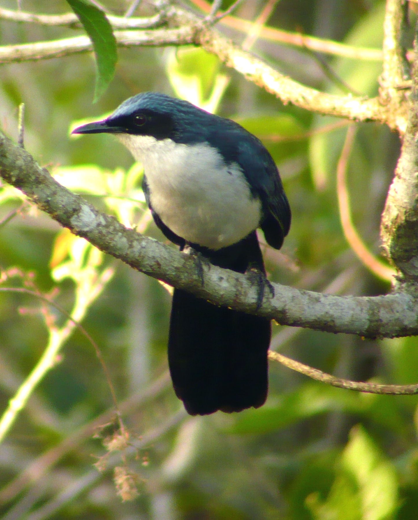 Blue-and-white mockingbird