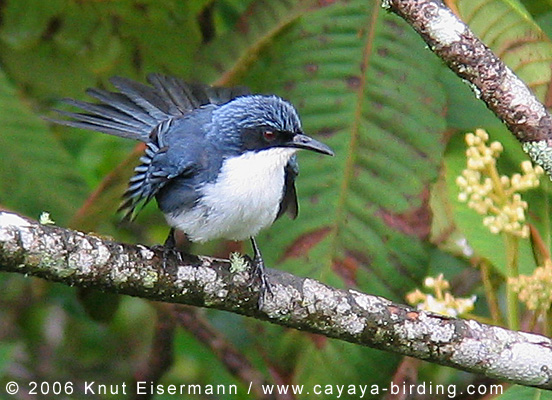 Pretty Blue-and-white mockingbird