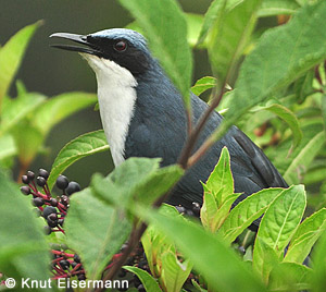 Pretty Blue-and-white mockingbird
