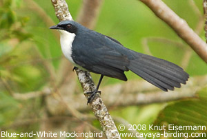 Pretty Blue-and-white mockingbird