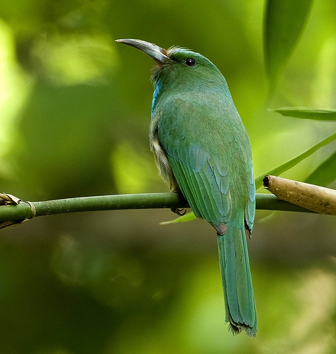 Blue-bearded bee-eater