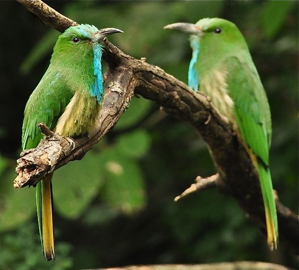 Pretty Blue-bearded bee-eater