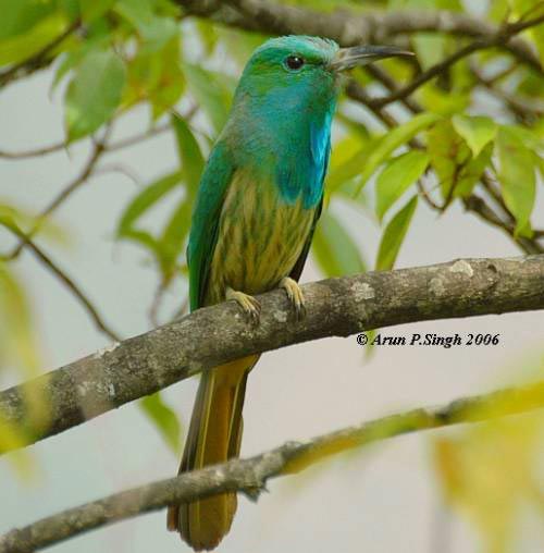 Pretty Blue-bearded bee-eater