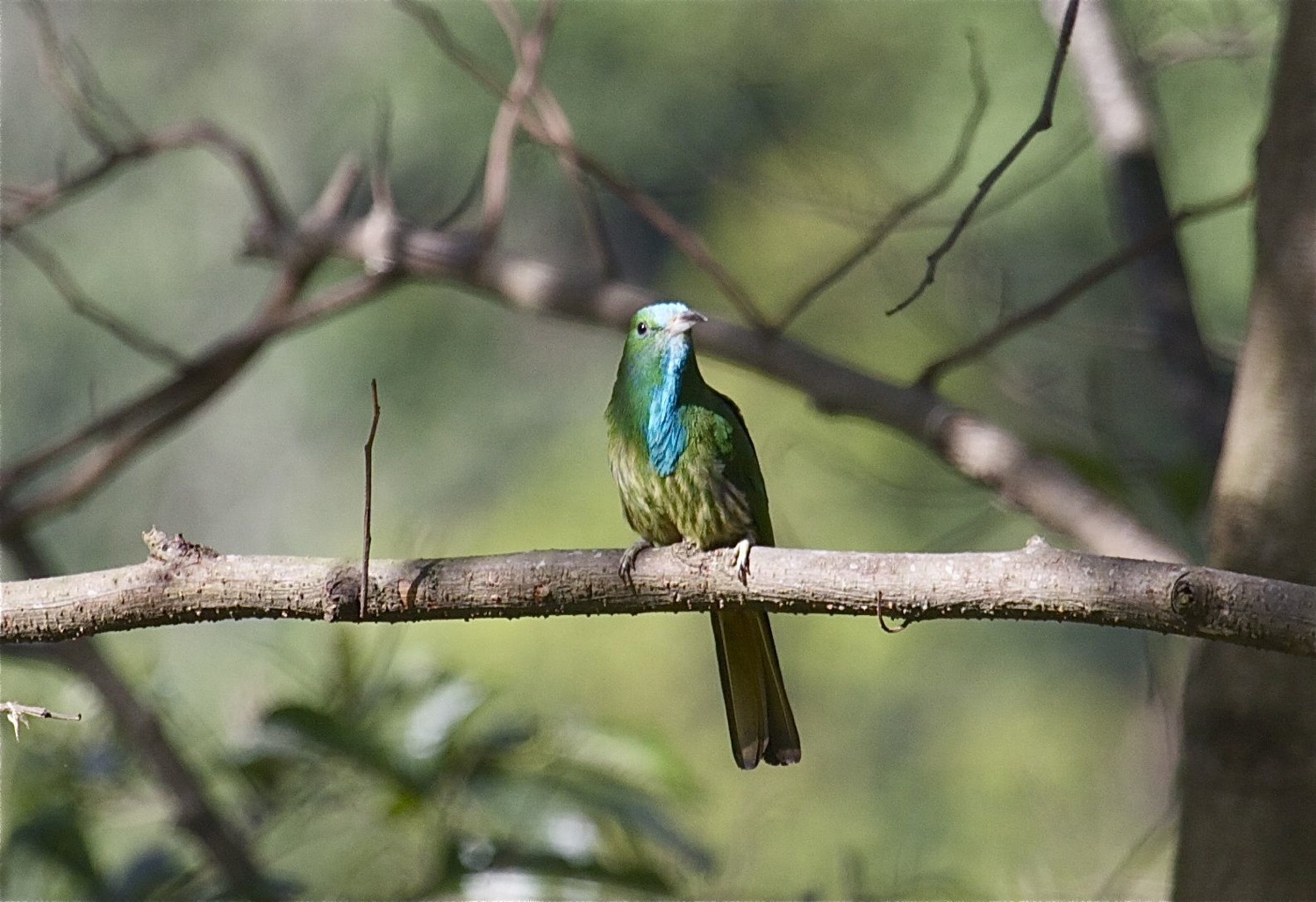 Pretty Blue-bearded bee-eater