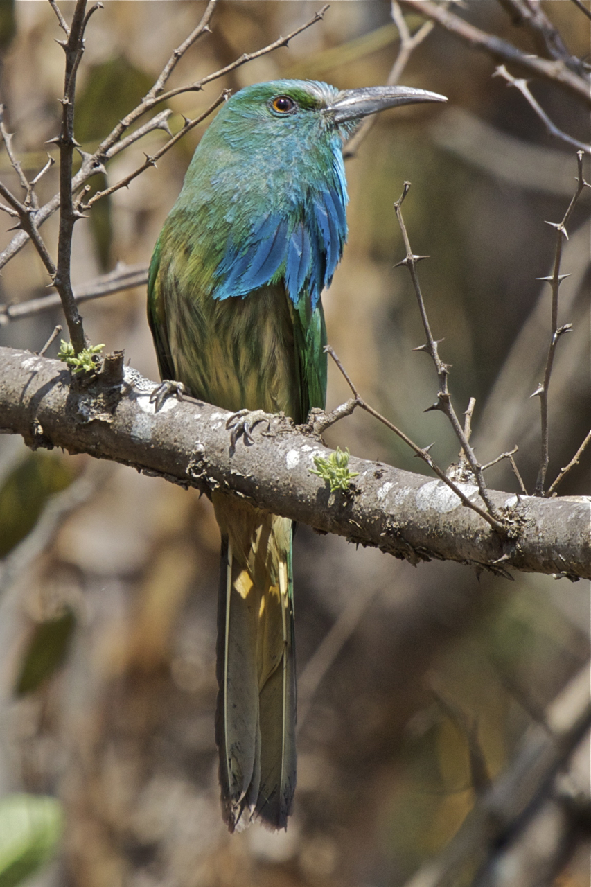 Pretty Blue-bearded bee-eater
