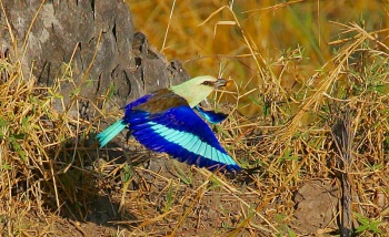 Blue-bellied roller