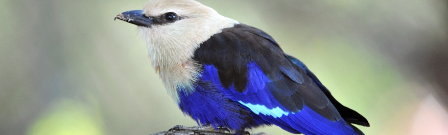 Pretty Blue-bellied roller