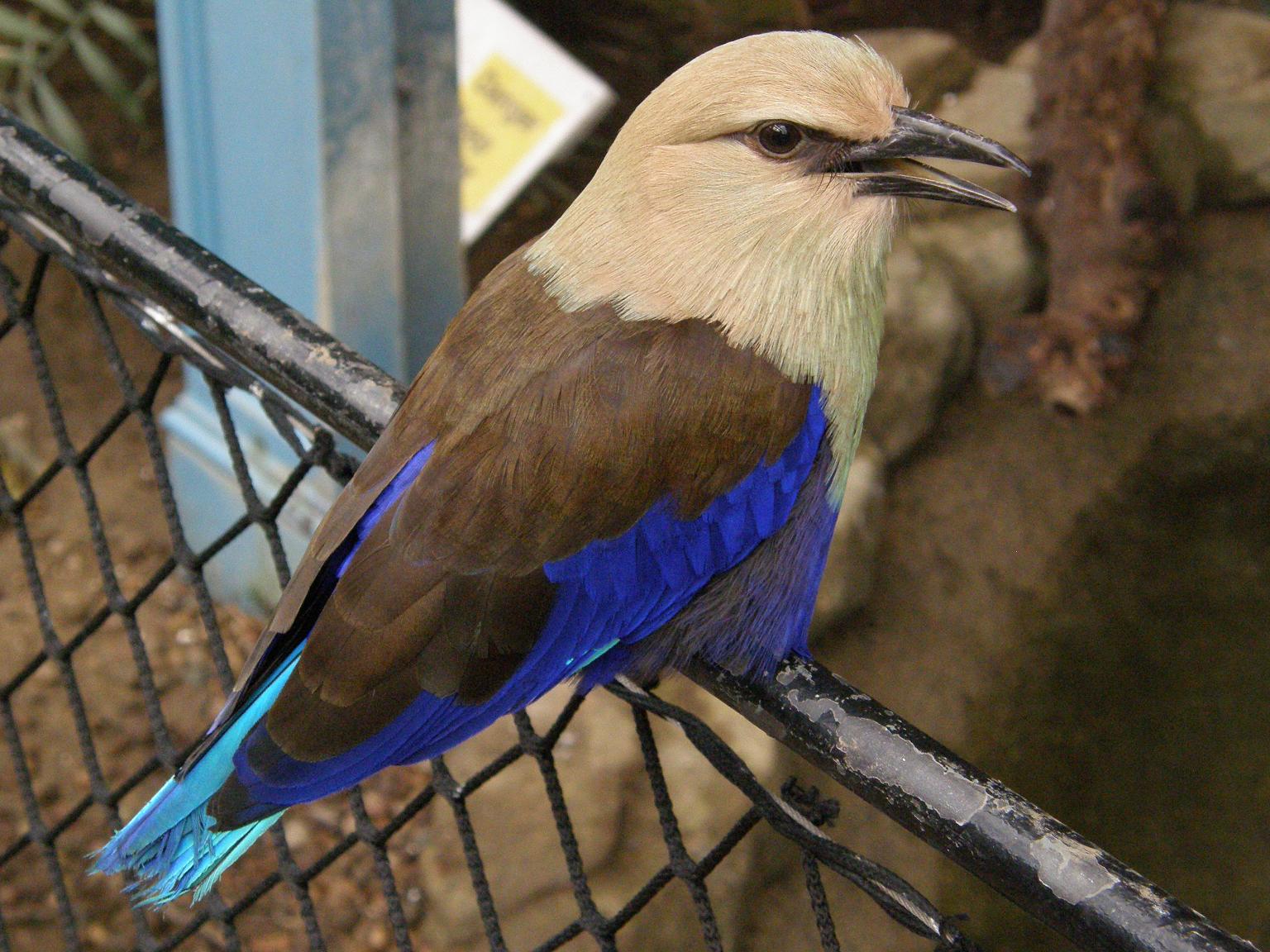 Pretty Blue-bellied roller