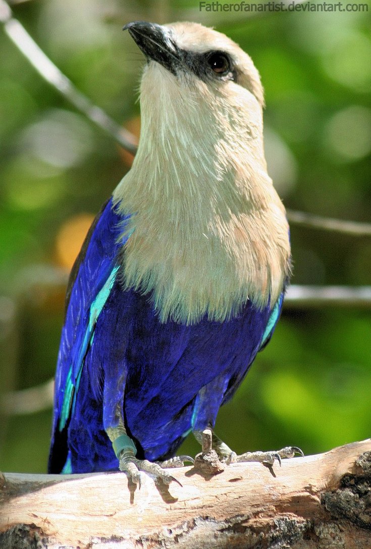 Pretty Blue-bellied roller