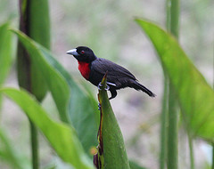 Blue-billed malimbe