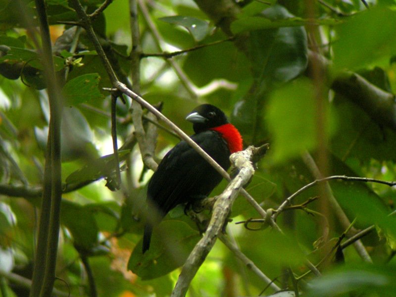 Pretty Blue-billed malimbe