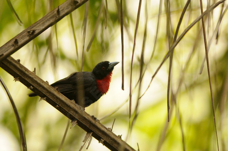 Pretty Blue-billed malimbe