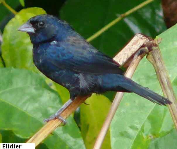 Blue-black grassquit