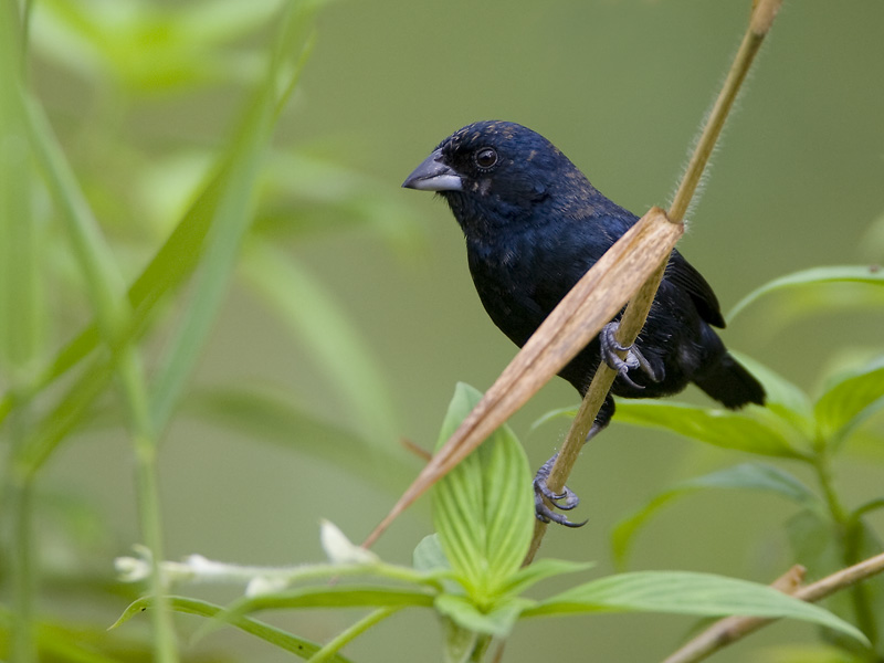 Pretty Blue-black grassquit