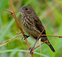 Pretty Blue-black grassquit