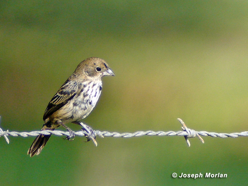 Pretty Blue-black grassquit