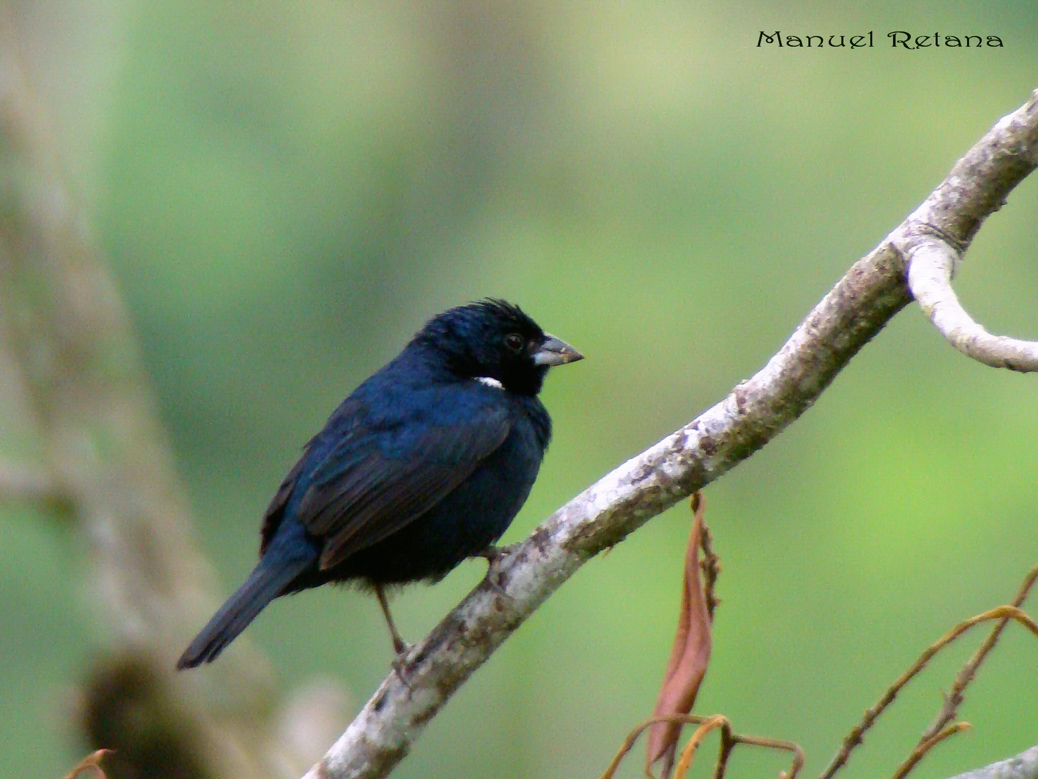 Pretty Blue-black grassquit