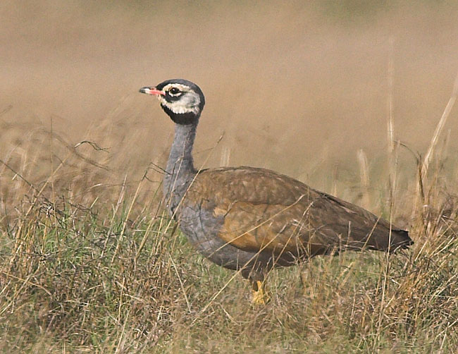 Blue bustard