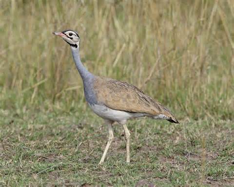 Pretty Blue bustard