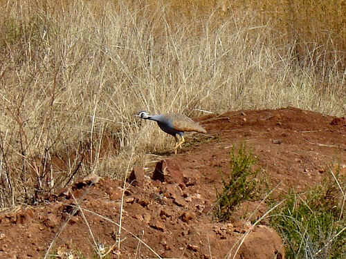 Pretty Blue bustard