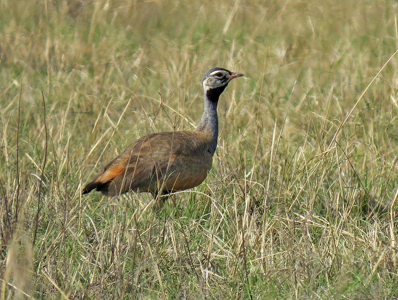 Pretty Blue bustard