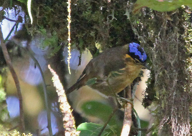 Blue-capped ifrit