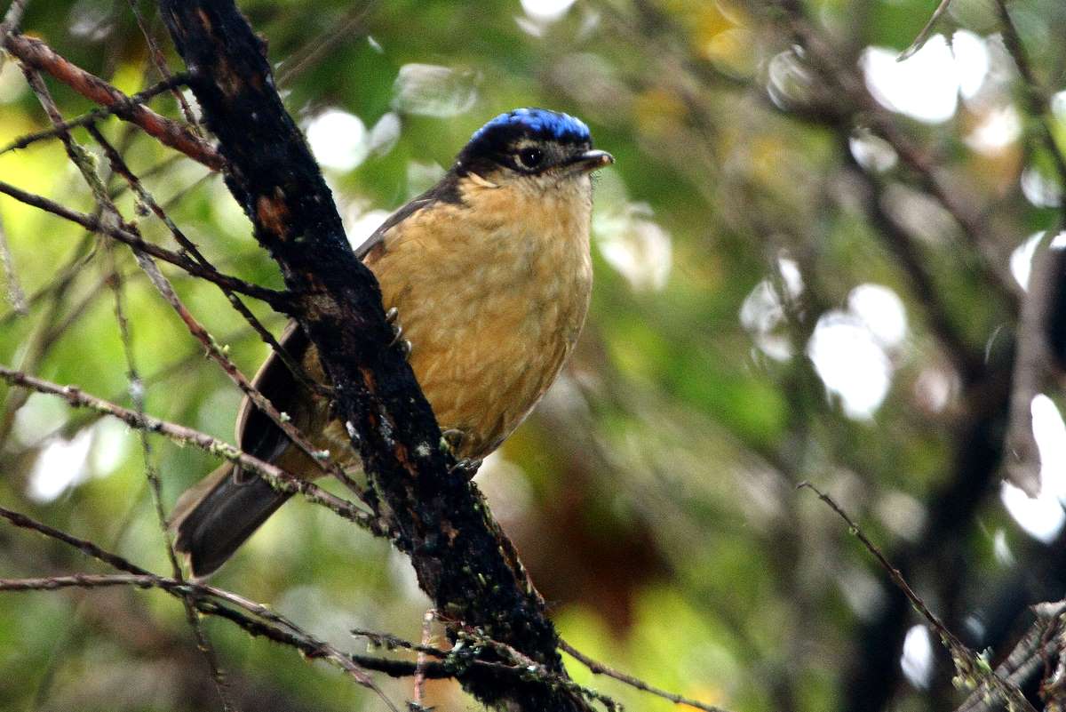 Pretty Blue-capped ifrit