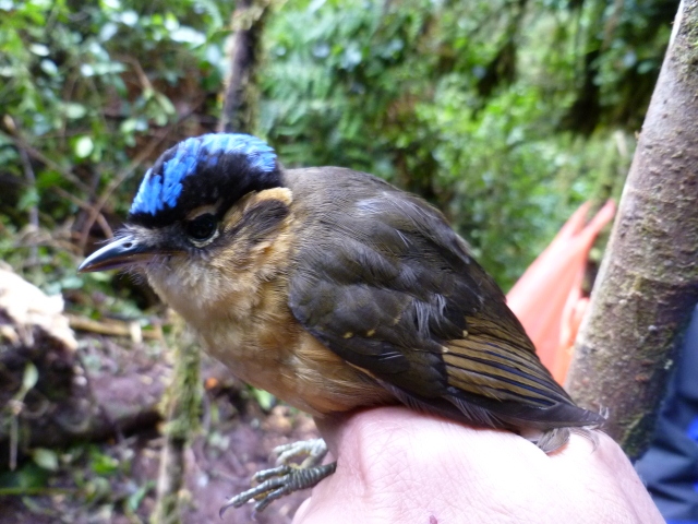 Pretty Blue-capped ifrit
